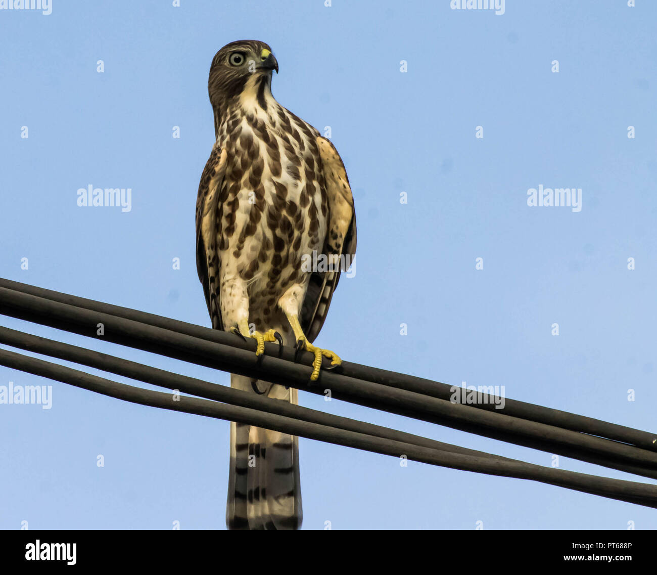 hobby bird of prey Stock Photo - Alamy