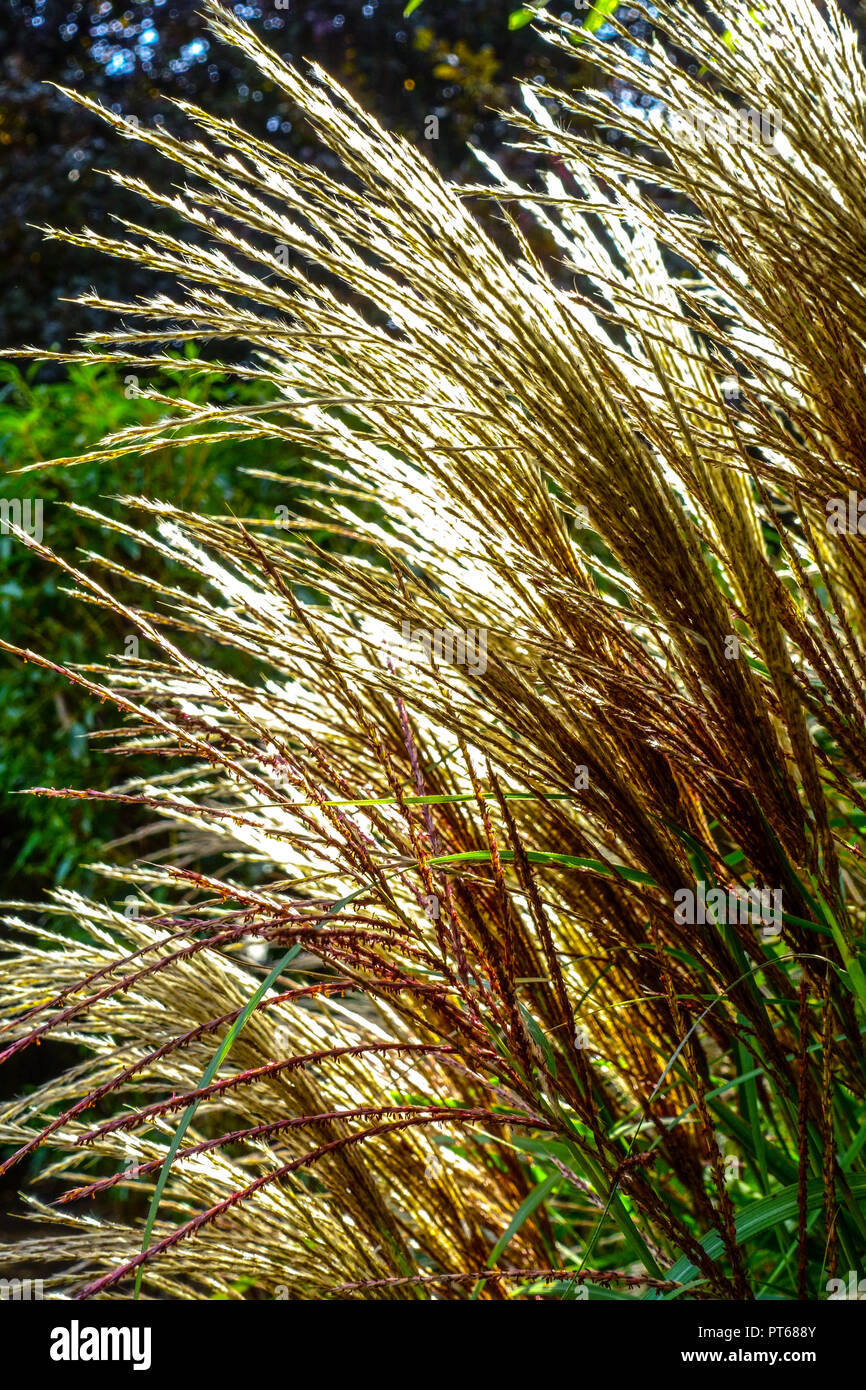 Miscanthus sinensis, Chinese SIlver Grass, ornamental grass with seedheads in garden Stock Photo