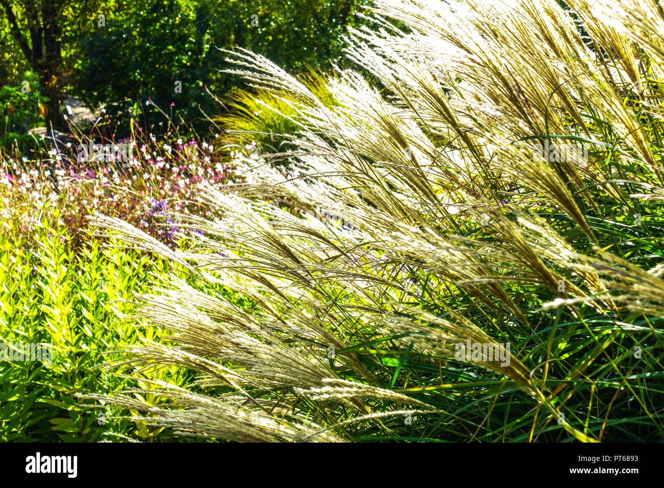 Miscanthus sinensis, Chinese SIlver Grass, ornamental grass with seedheads in garden border Stock Photo