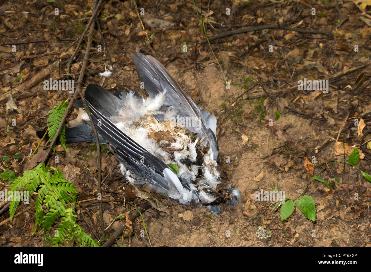Wood pigeon beheaded by sparrowhawk Stock Photo