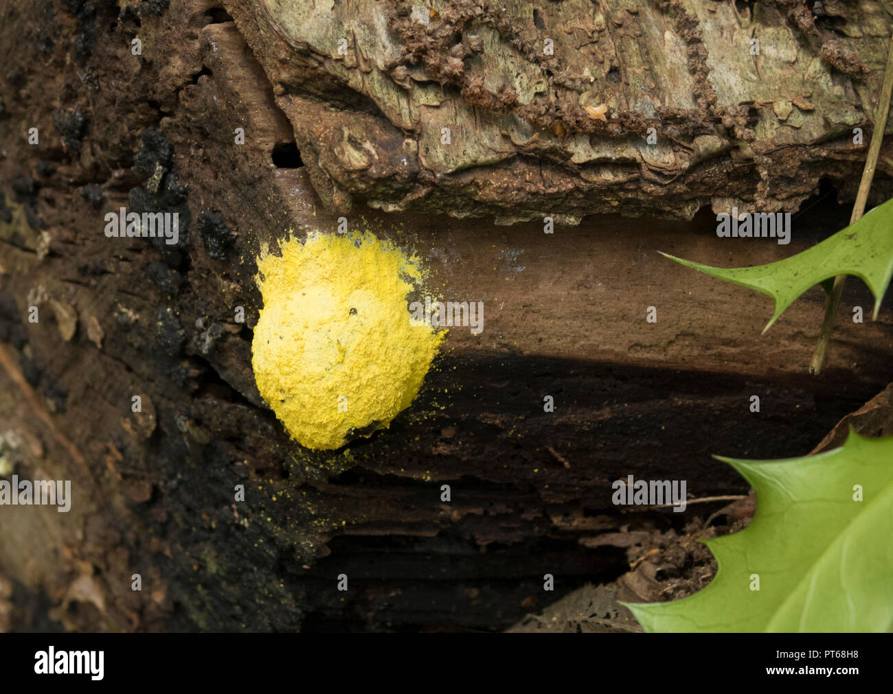 dog vomit slime mold Stock Photo Alamy