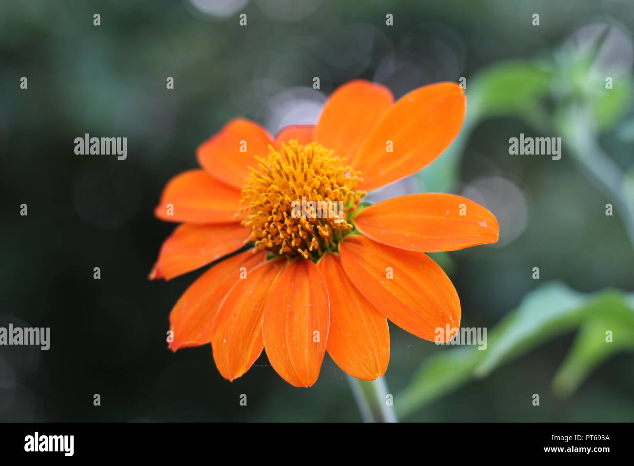 Wildflowers of india hi-res stock photography and images - Alamy