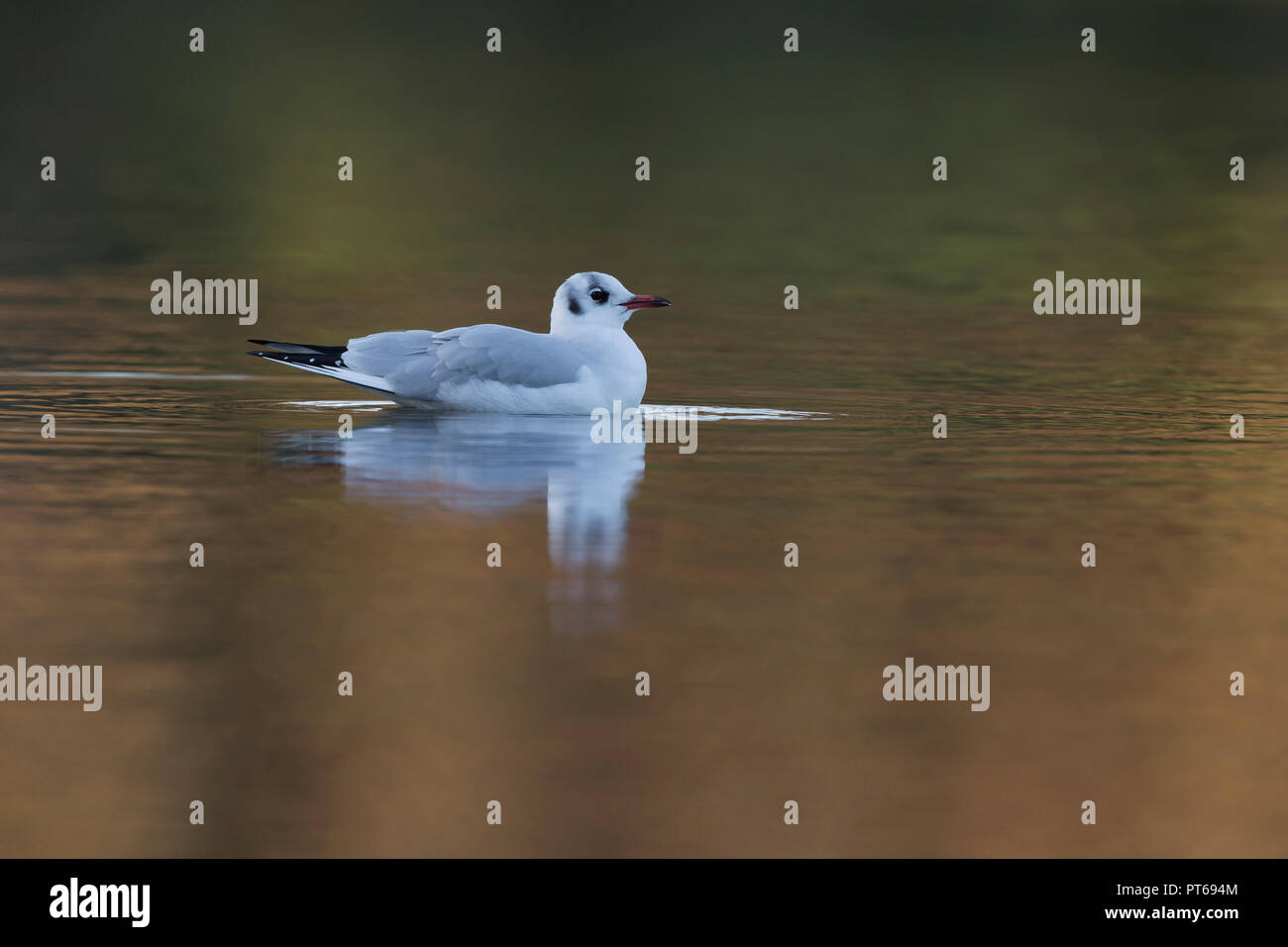 Black-headed gull Chroicocephalus ridibundus, winter adult, swimming on pond, Bradgate Park, Leicestershire, UK, December Stock Photo