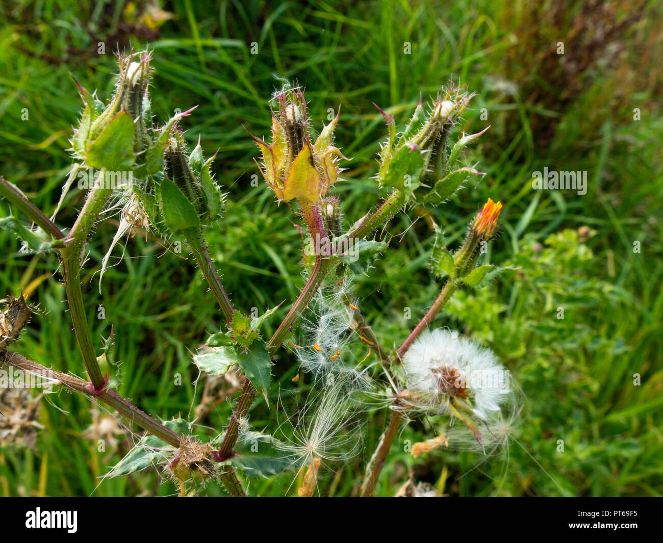 Bristly Oxtongue in seed Stock Photo