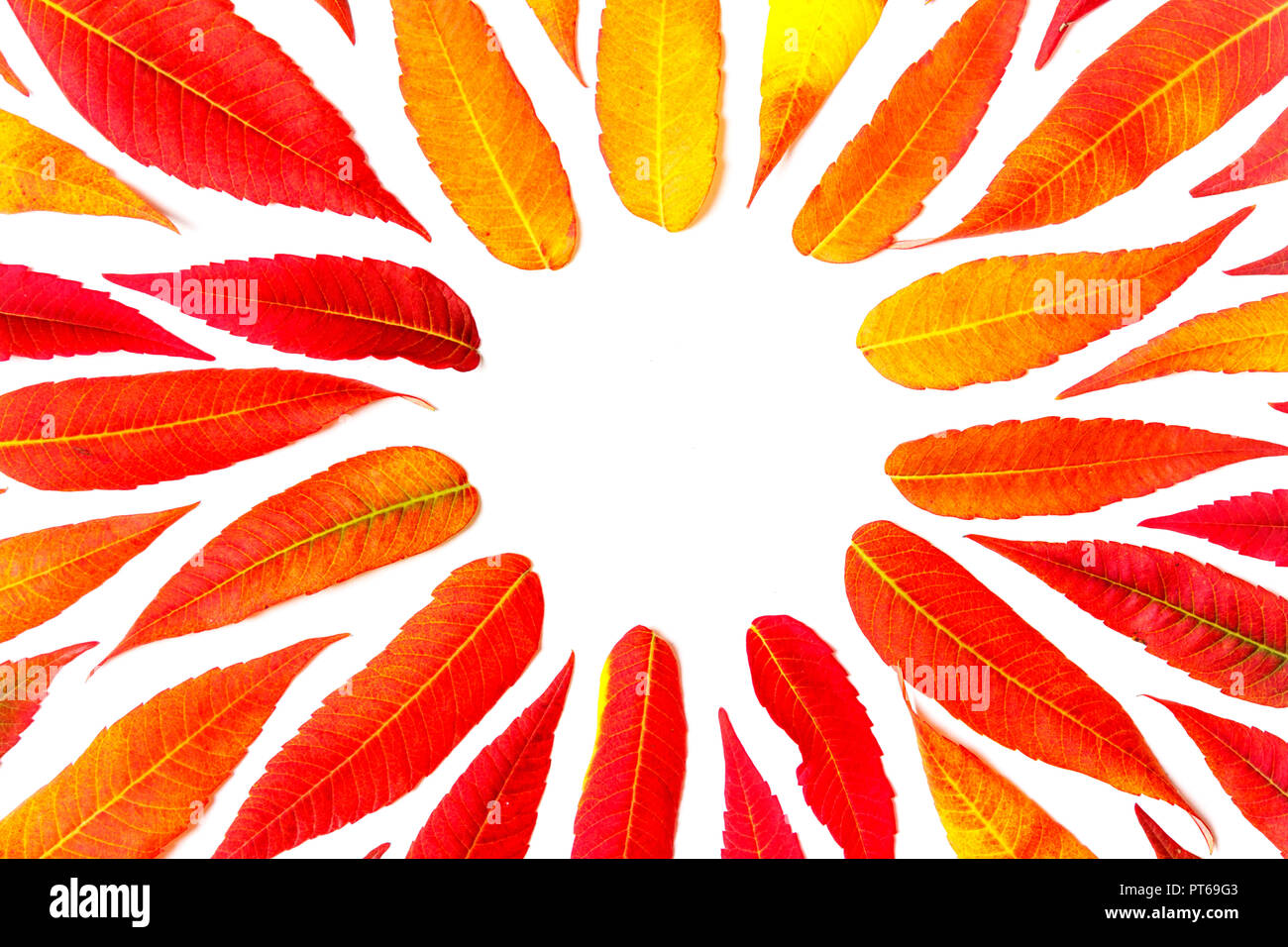 round frame of bright autumn leaves on white background with copy space ...