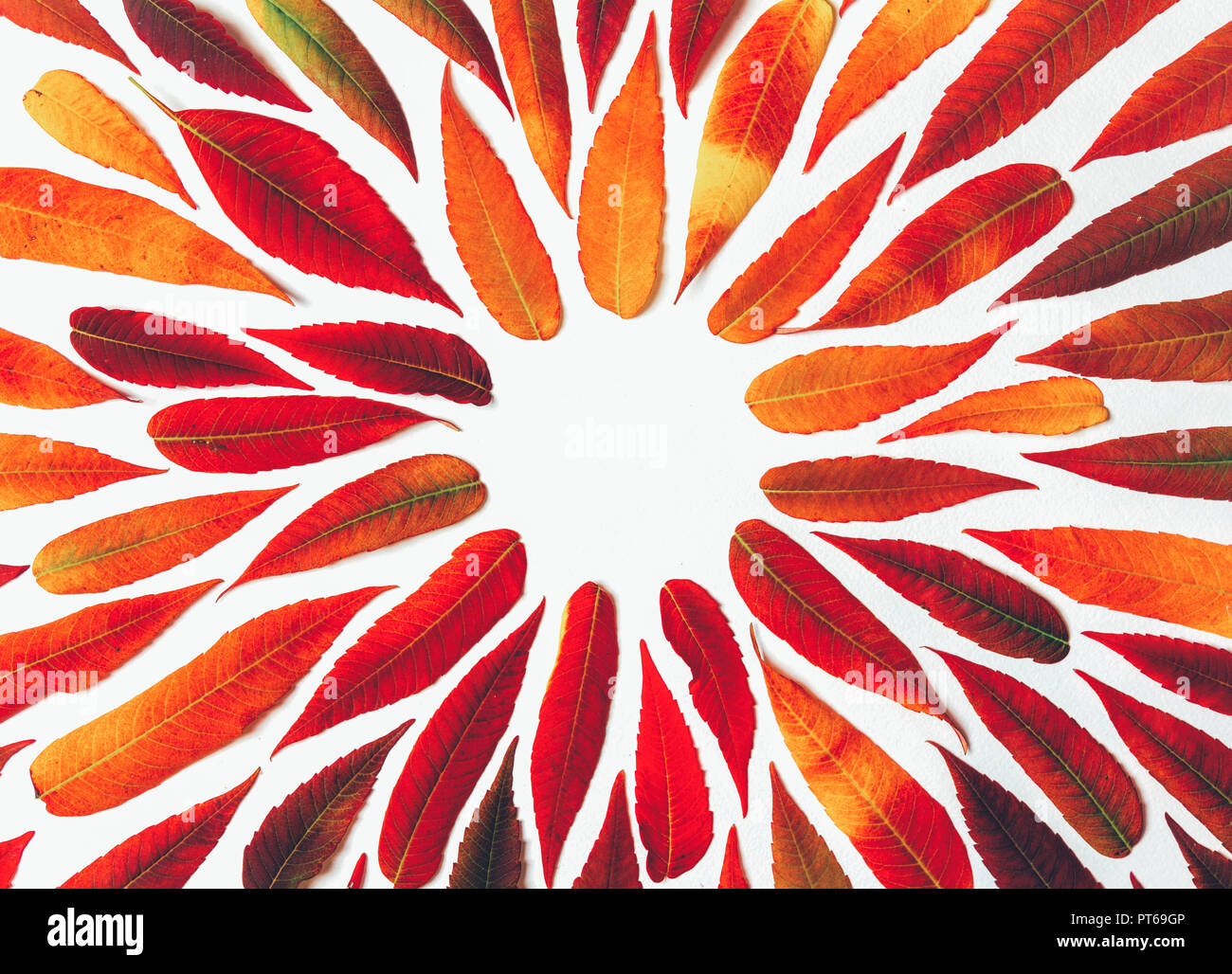 round frame of bright autumn leaves on white background with copy space ...