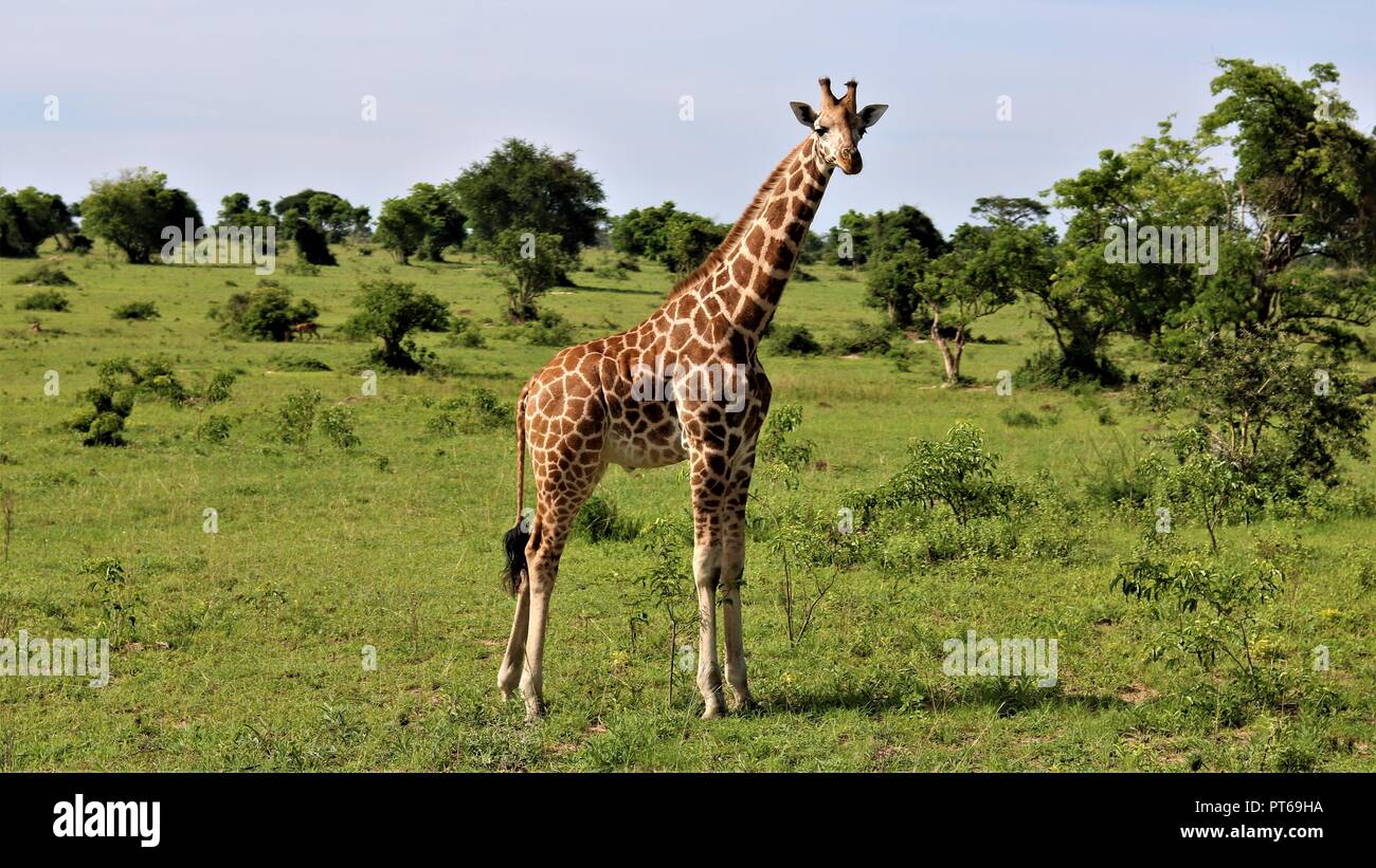 Ugandan national park hi-res stock photography and images - Alamy