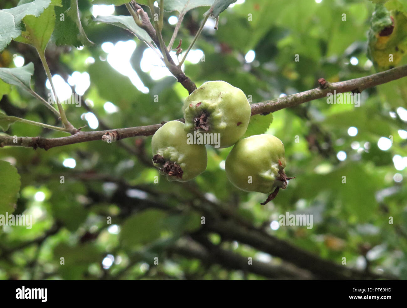 Crab apples forming Stock Photo