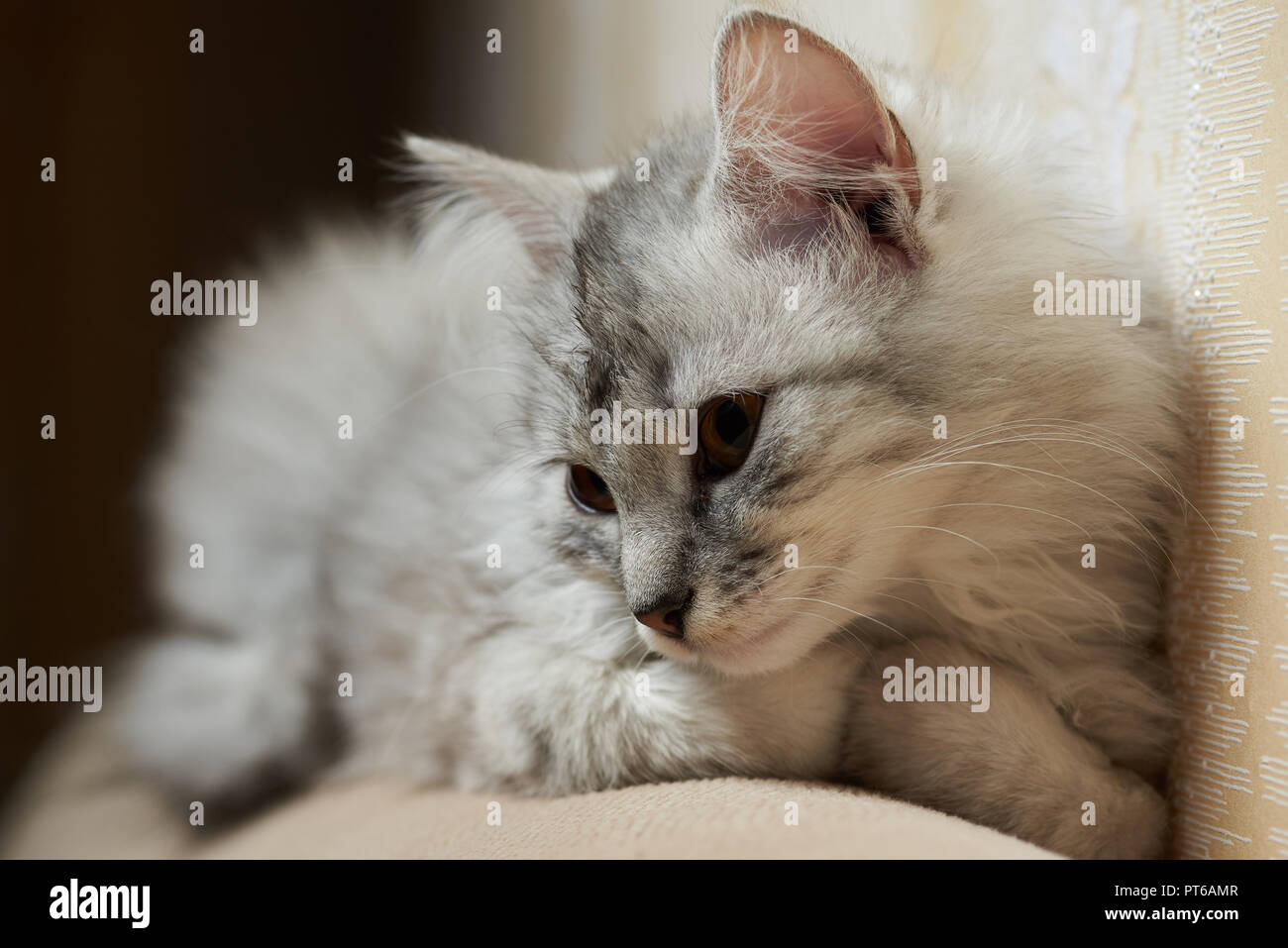 Small grey fluffy kitty laying on sofa close up Stock Photo