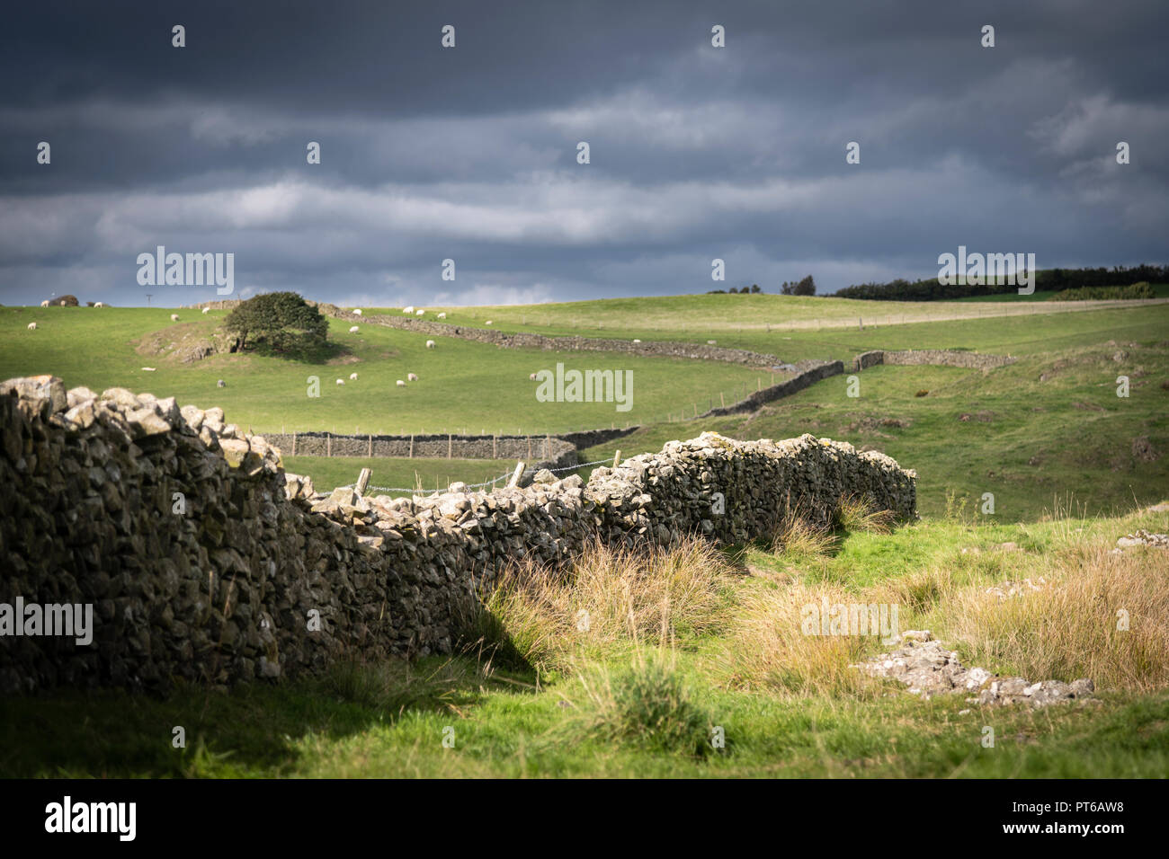 A dry stone wall in Cumbria on Sales Bank between the Crake Valley and Rusland Valley. Stock Photo