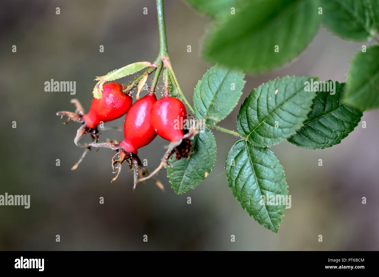 The rosehip shines red in the forest. Stock Photo