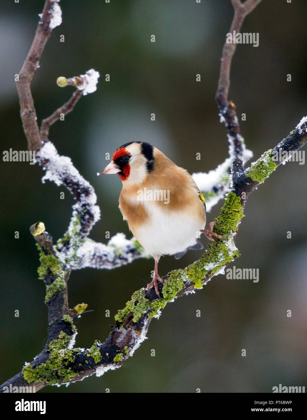 Goldfinch, Carduelis carduelis,on a snow covered branch in winter (revised image) Stock Photo