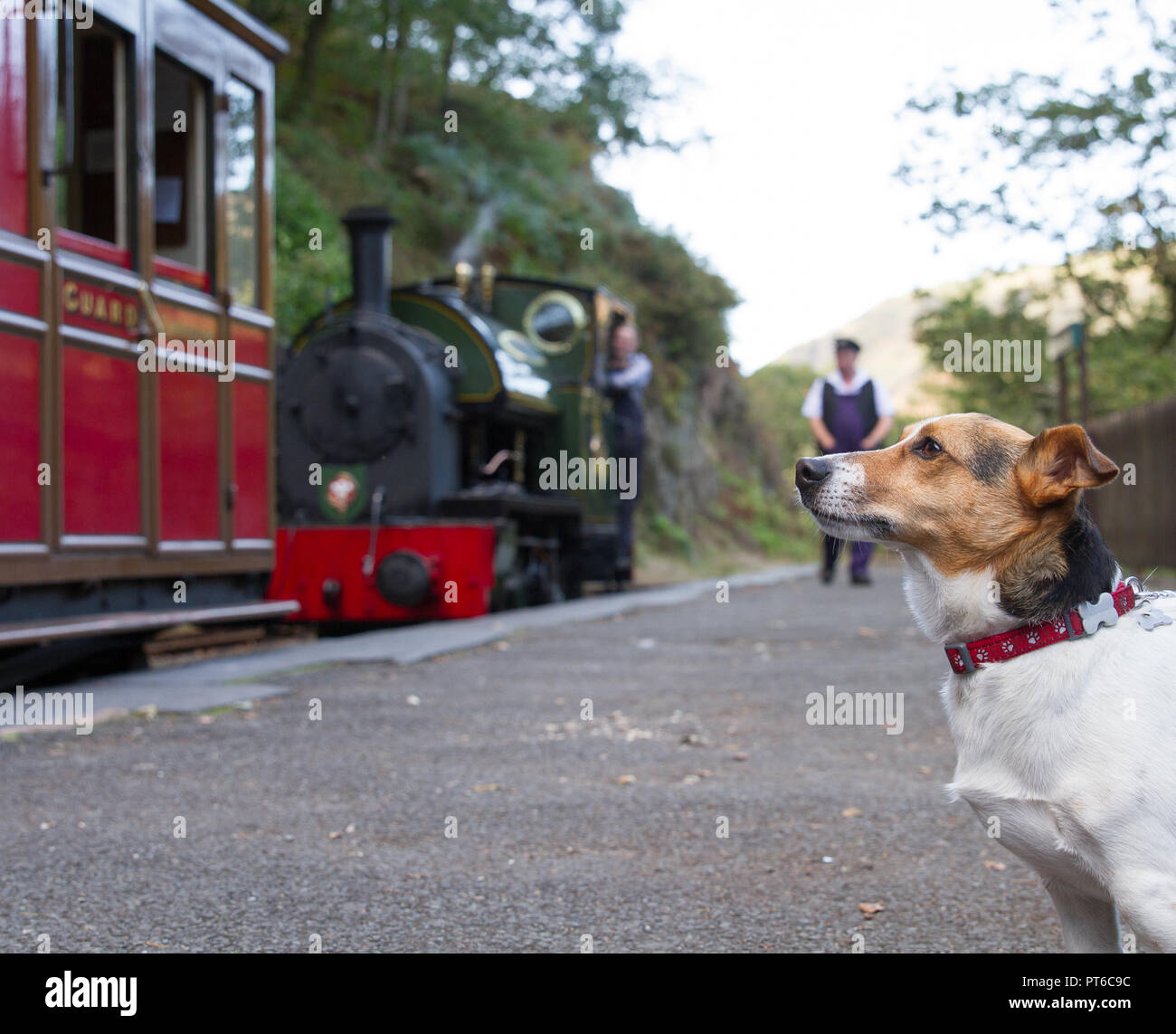 How To Train A Jack Russell Terrier