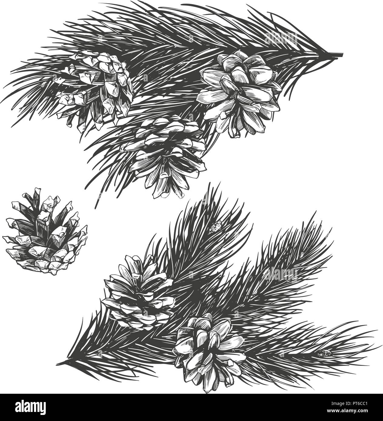 pine cones on branch collection hand drawn vector illustration realistic sketch Stock Vector