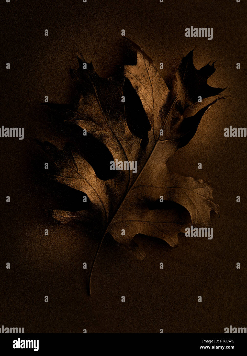 Dramatic Dark Brown Oak Leaf Stock Photo
