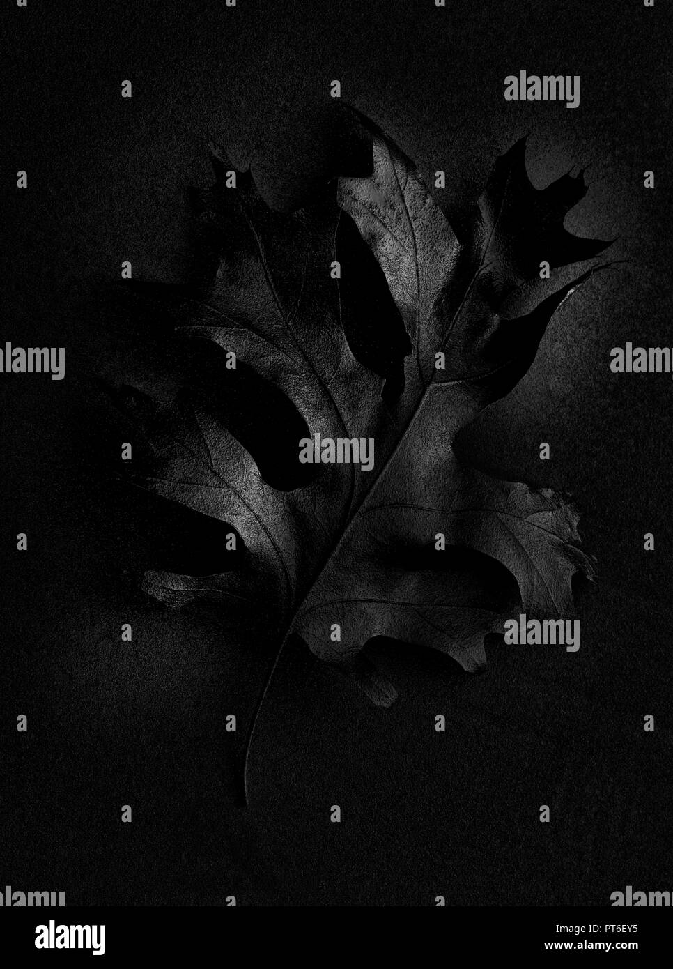 Black White of Dramatic Dark Oak Leaf Stock Photo