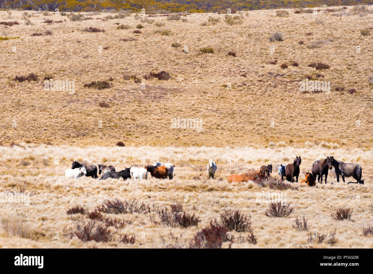 Feral horses australia hires stock photography and images Alamy