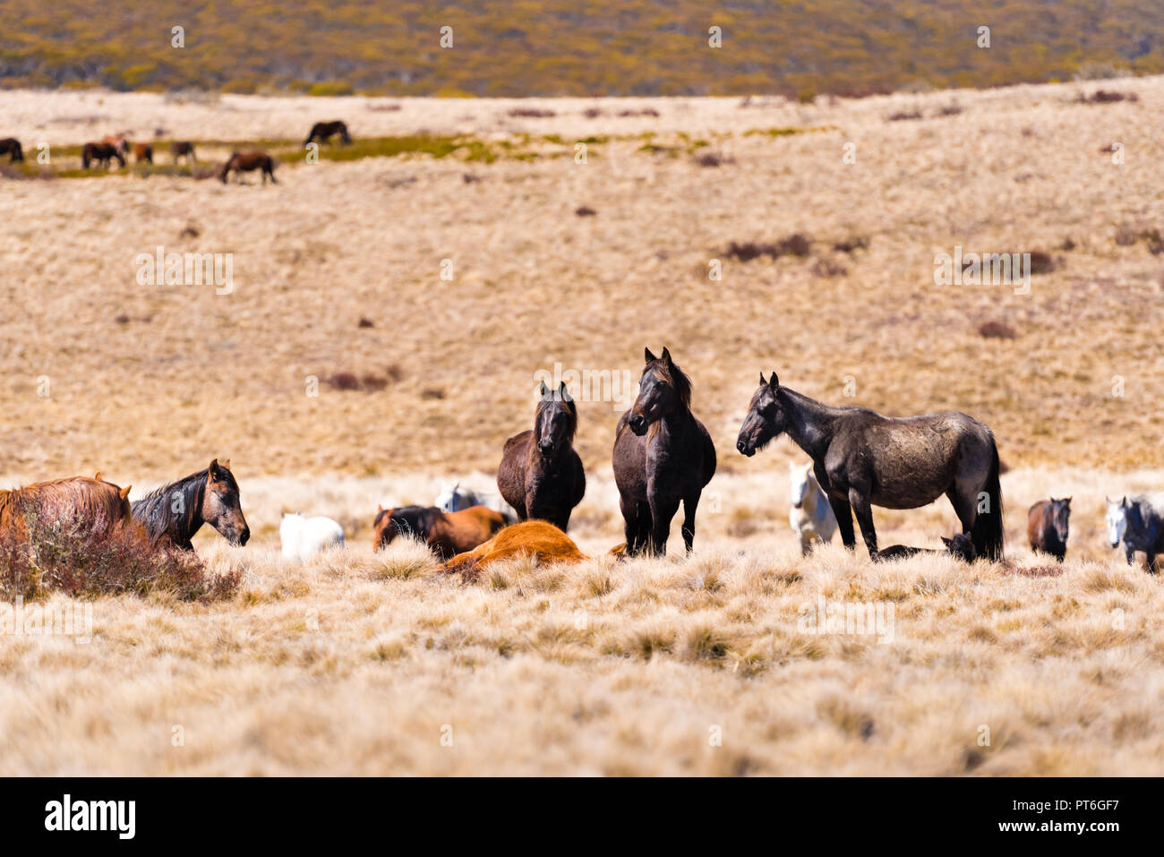 Iconic wild horses live free in Australian alps for almost 200 years in