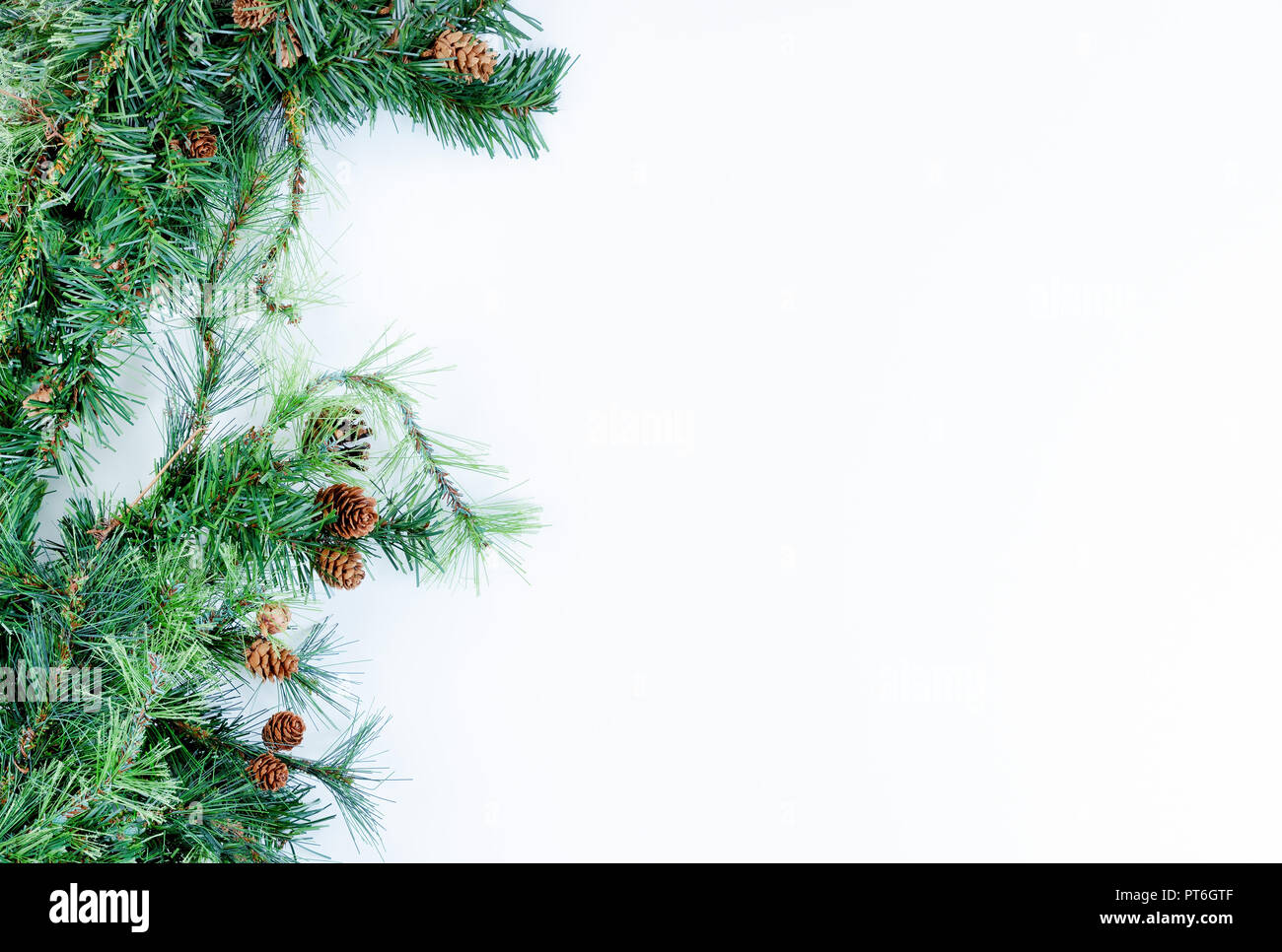 Christmas tree evergreen branches on left border of a white background ...