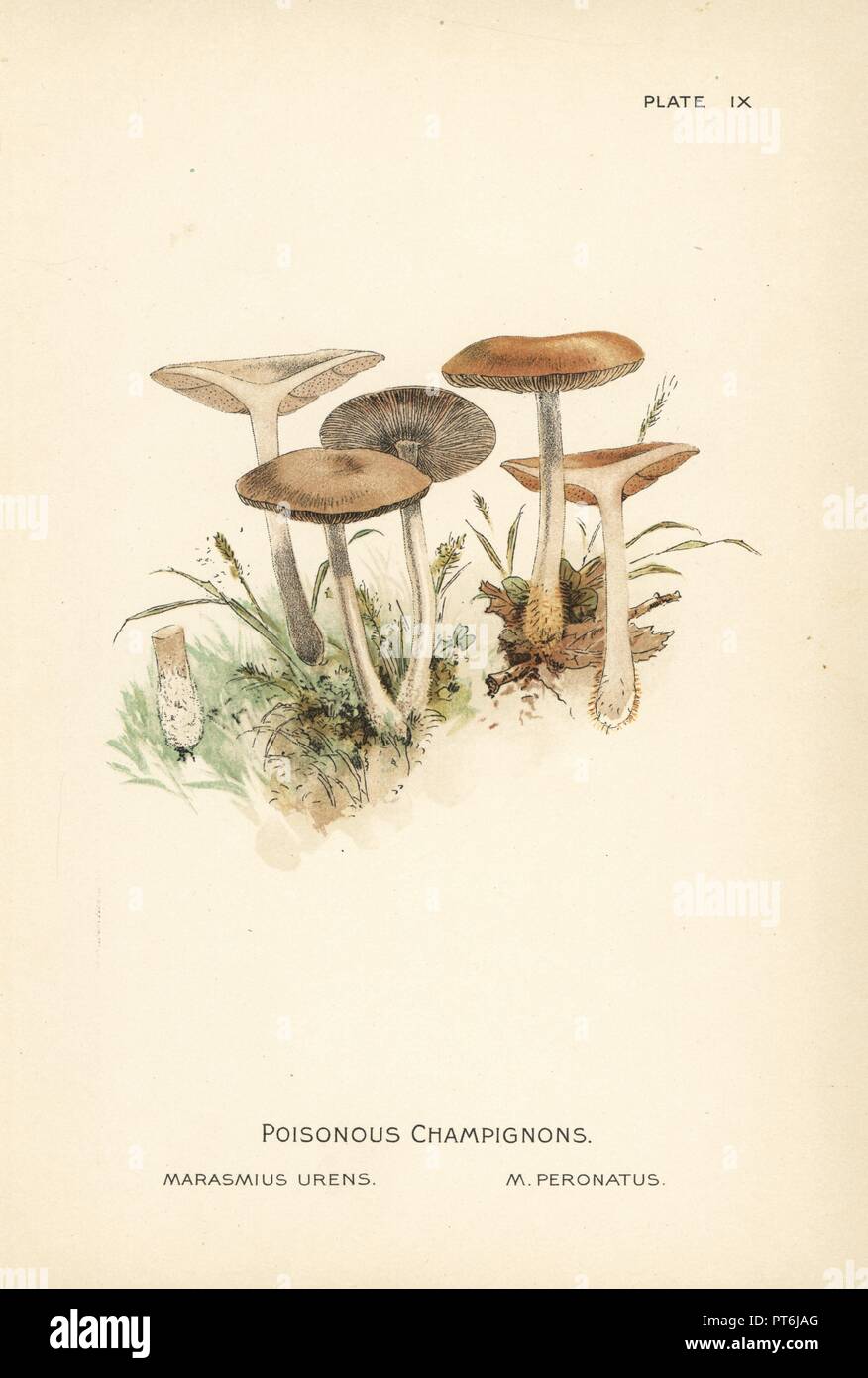 Poisonous champignon or wood woollyfoot, Gymnopus peronatus (as Marasmius urens and Marasmius peronatus). Chromolithograph after a botanical illustration by William Hamilton Gibson from his book Our Edible Toadstools and Mushrooms, Harper, New York, 1895. Stock Photo