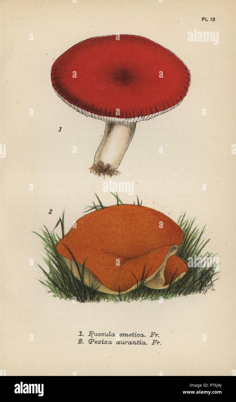 Emetic mushroom, Russula emetica 1, and orange cups, Peziza aurantia 2. Chromolithograph of an illustration by Mordecai Cubitt Cooke from 'A Plain and Easy Account of British Fungi,' Robert Hardwicke, London 1862. Cooke (1825-1914) was an English botanist and mycologist who worked at the India Museum and the Royal Botanic Garden at Kew. Stock Photo