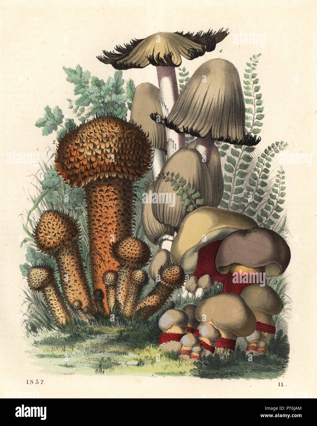 Psathyrella spadicea mushroom 1, shaggy scalycap, Pholiota squarrosus 2, and scarlet-stemmed bolete, Boletus calopus 3. Handcoloured lithograph from Carl Hoffmann's Book of the World, Stuttgart, 1857. Stock Photo