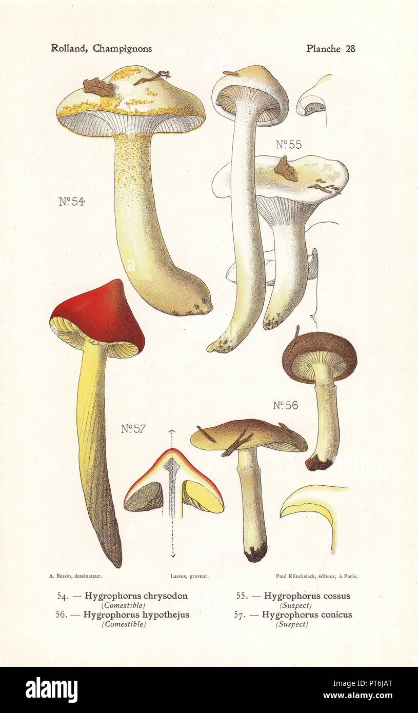 Gold-flecked woodwax, Hygrophorus chrysodon, H. cossus, Herald of winter mushroom, Hygrophorus hypothejus, H. conicus. Chromolithograph drawn by Bessin for Leon Rolland's 'Atlas des Champignons' 1911. Stock Photo