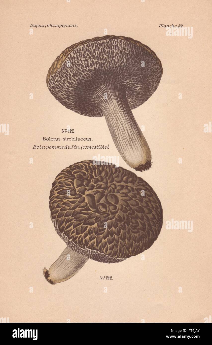 Edible cone-like boletus mushroom (Strobilomyces strobilaceus).. . Chromolithograph from Leon Dufour's 'Atlas des Champignons Comestibles et Veneneux' (1891). Stock Photo
