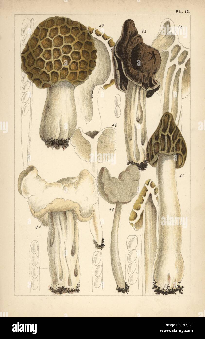 Common morel, Morchella esculenta 40, half-free morel, M. semilibera 41, white saddle, Helvella crispa 42, slate-grey saddle, H. lacunosa 43 and flexible helvella, H. elastica 44. Chromolithograph after an illustration by M. C. Cooke from his own 'British Edible Fungi, how to distinguish and how to cook them,' London, Kegan Paul, 1891. Mordecai Cubitt Cooke (1825-1914) was a British botanist, mycologist and artist. He was curator a the India Musuem from 1860 to 1879, when he transferred along with the botanical collection to the Royal Botanic Gardens, Kew. Stock Photo