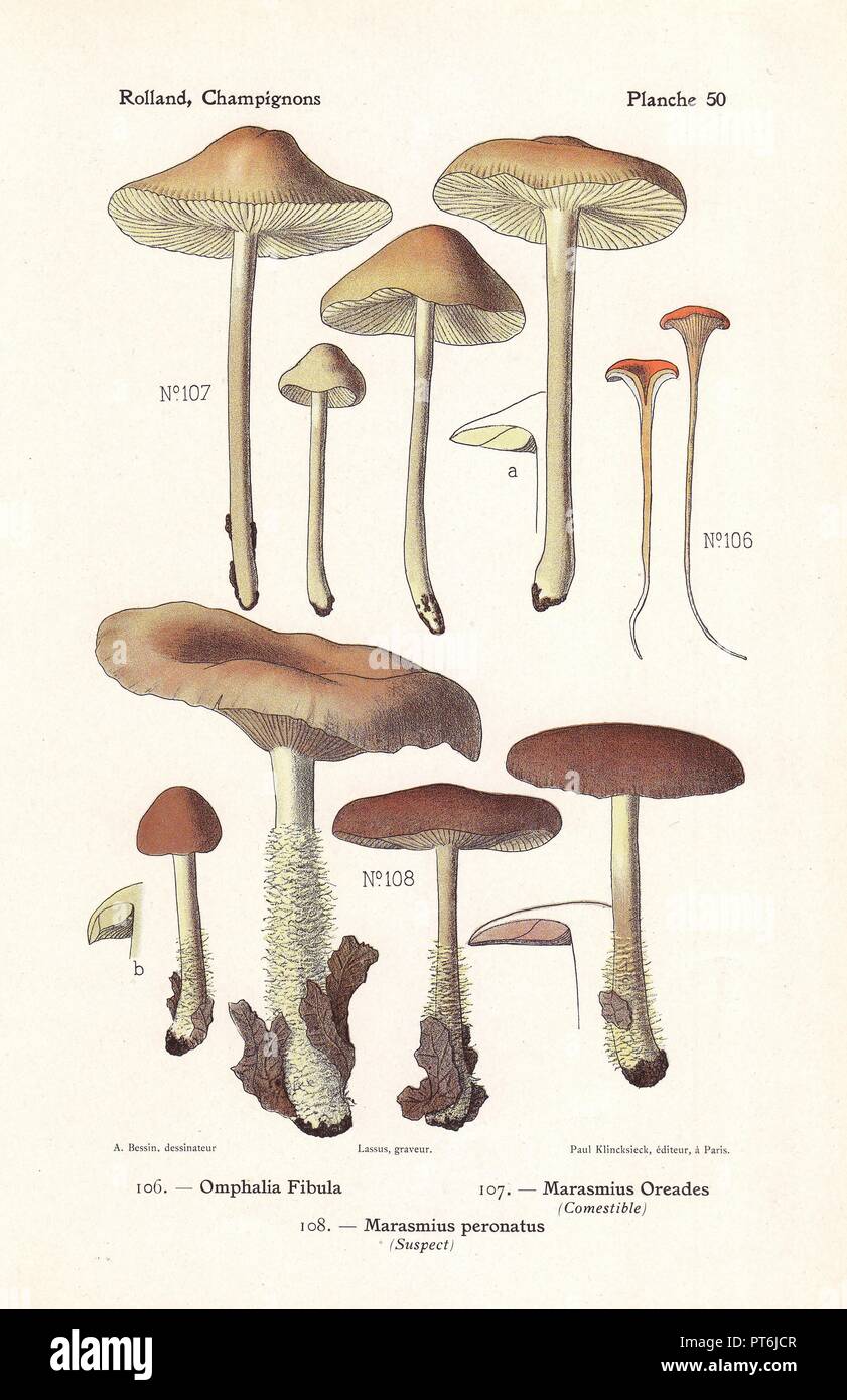 Scotch bonnet mushroom Marasmius oreades, Omphalia fibula, Marasmius peronatus. Chromolithograph drawn by Bessin for Leon Rolland's 'Atlas des Champignons' 1911. Stock Photo