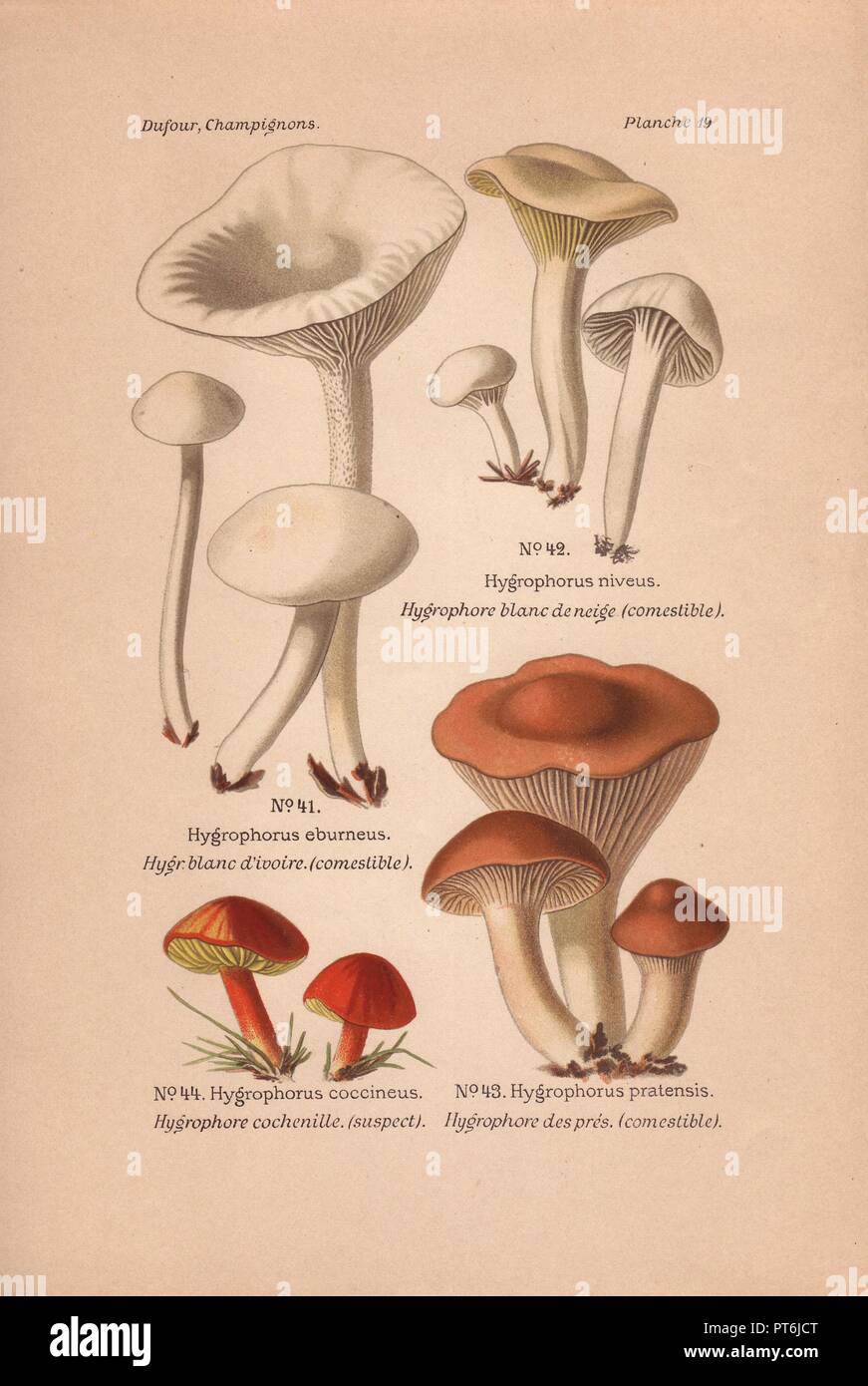 Edible mushrooms: Hygrophorus eburneus, H. niveus and H. pratensis. and suspect H. coccineus.. . Chromolithograph from Leon Dufour's 'Atlas des Champignons Comestibles et Veneneux' (1891). Stock Photo