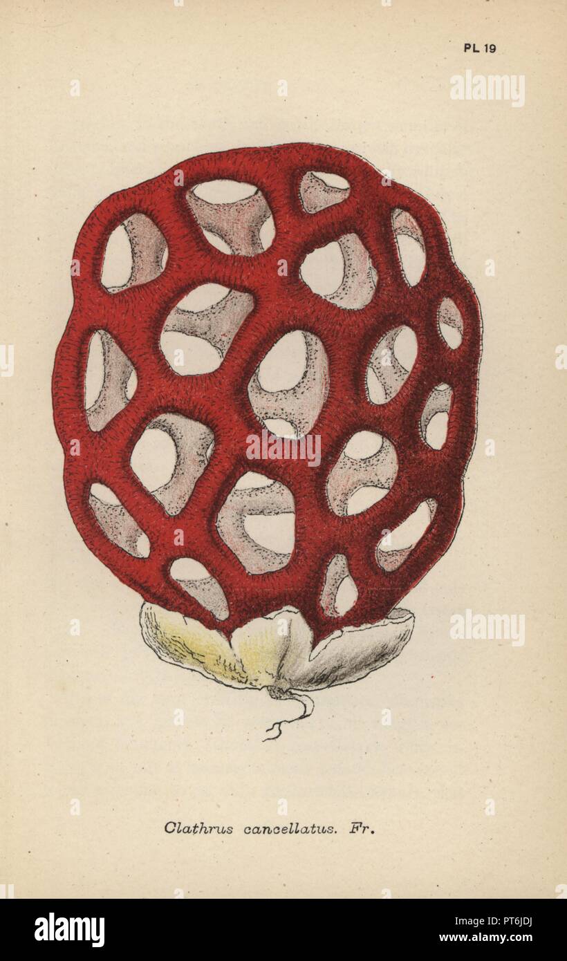 Lattice fungus, Clathrus cancellatus. Chromolithograph of an illustration by Mordecai Cubitt Cooke from 'A Plain and Easy Account of British Fungi,' Robert Hardwicke, London 1862. Cooke (1825-1914) was an English botanist and mycologist who worked at the India Museum and the Royal Botanic Garden at Kew. Stock Photo