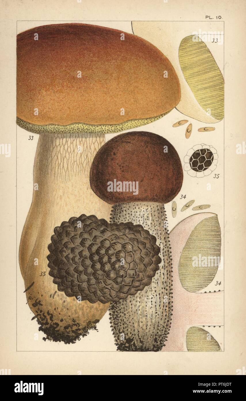 Porcino mushroom, Boletus edulis 33, birch bolete, Leccinum scabrum 34, and summer truffle, Tuber aestivum 35. Chromolithograph after an illustration by M. C. Cooke from his own 'British Edible Fungi, how to distinguish and how to cook them,' London, Kegan Paul, 1891. Mordecai Cubitt Cooke (1825-1914) was a British botanist, mycologist and artist. He was curator a the India Musuem from 1860 to 1879, when he transferred along with the botanical collection to the Royal Botanic Gardens, Kew. Stock Photo