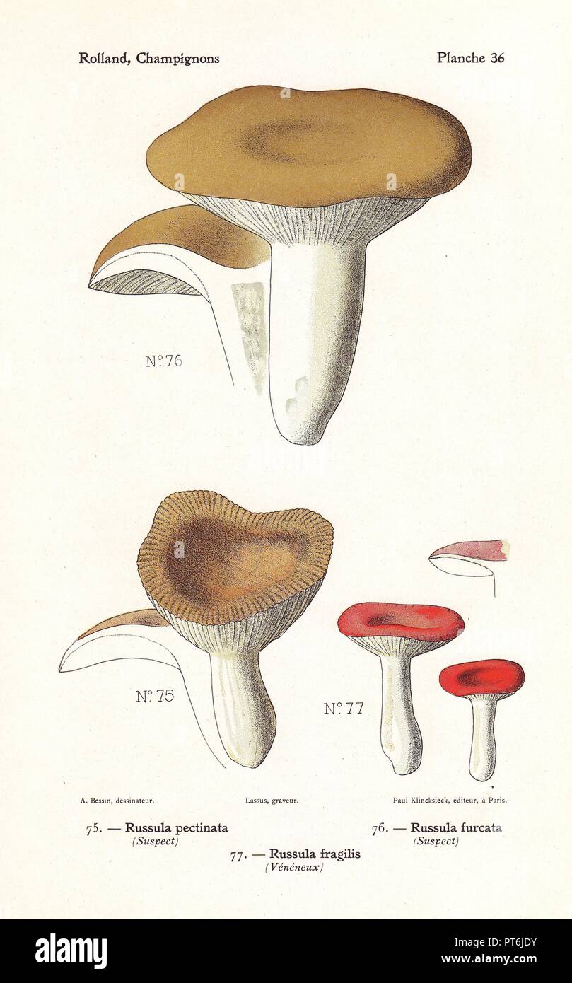Fragile brittlegill mushroom, Russula fragilis, Russula furcata and Russula pectinata. Chromolithograph drawn by Bessin for Leon Rolland's 'Atlas des Champignons' 1911. Stock Photo
