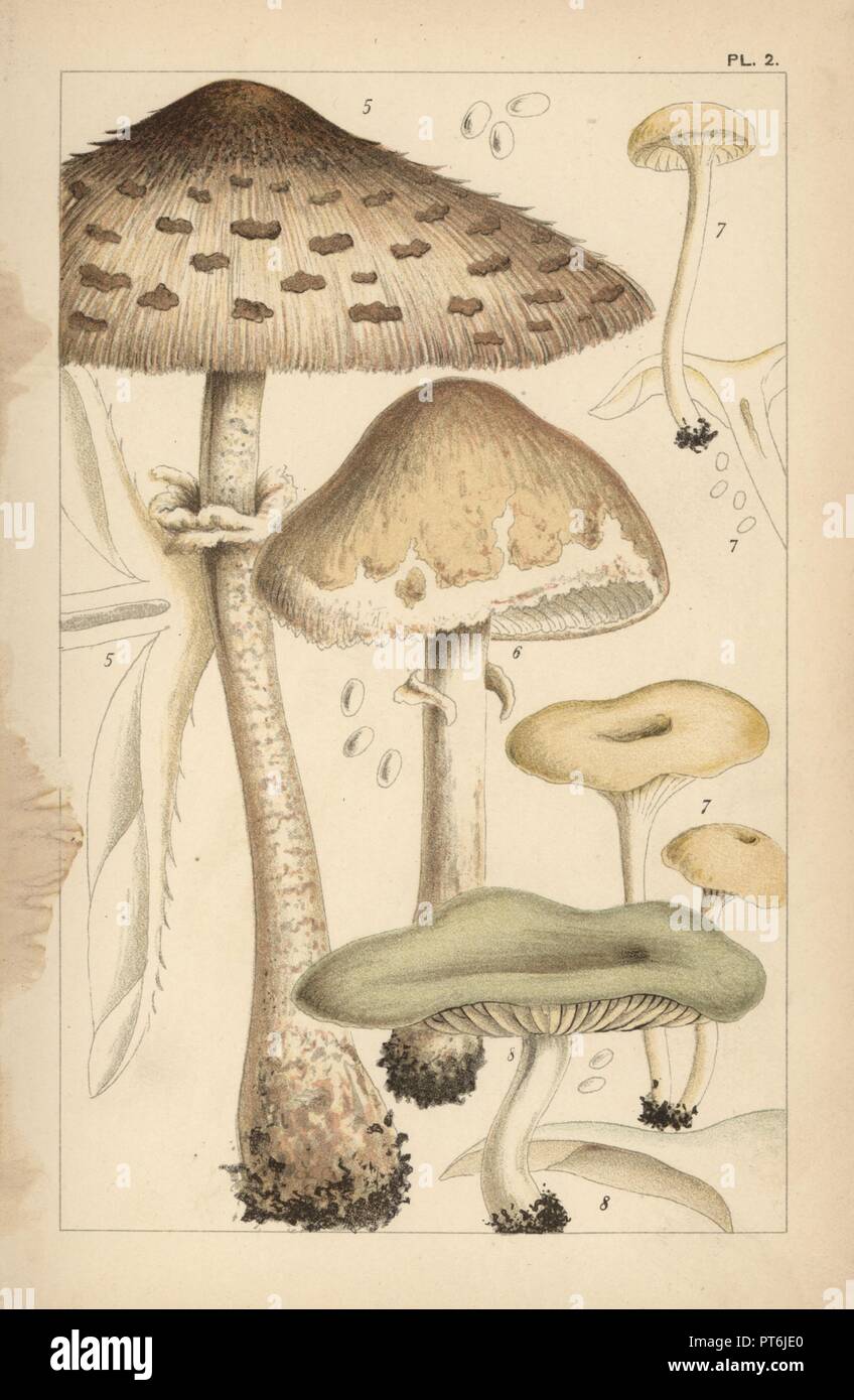 Pasture or parasol mushrooms, Macrolepiota procera 5 and Macrolepiota excoriata 6, fragrant funnel, Clitocybe fragrans 7, and aniseed toadstool, Clitocybe odora 8. Chromolithograph after an illustration by M. C. Cooke from his own 'British Edible Fungi, how to distinguish and how to cook them,' London, Kegan Paul, 1891. Mordecai Cubitt Cooke (1825-1914) was a British botanist, mycologist and artist. He was curator a the India Musuem from 1860 to 1879, when he transferred along with the botanical collection to the Royal Botanic Gardens, Kew. Stock Photo
