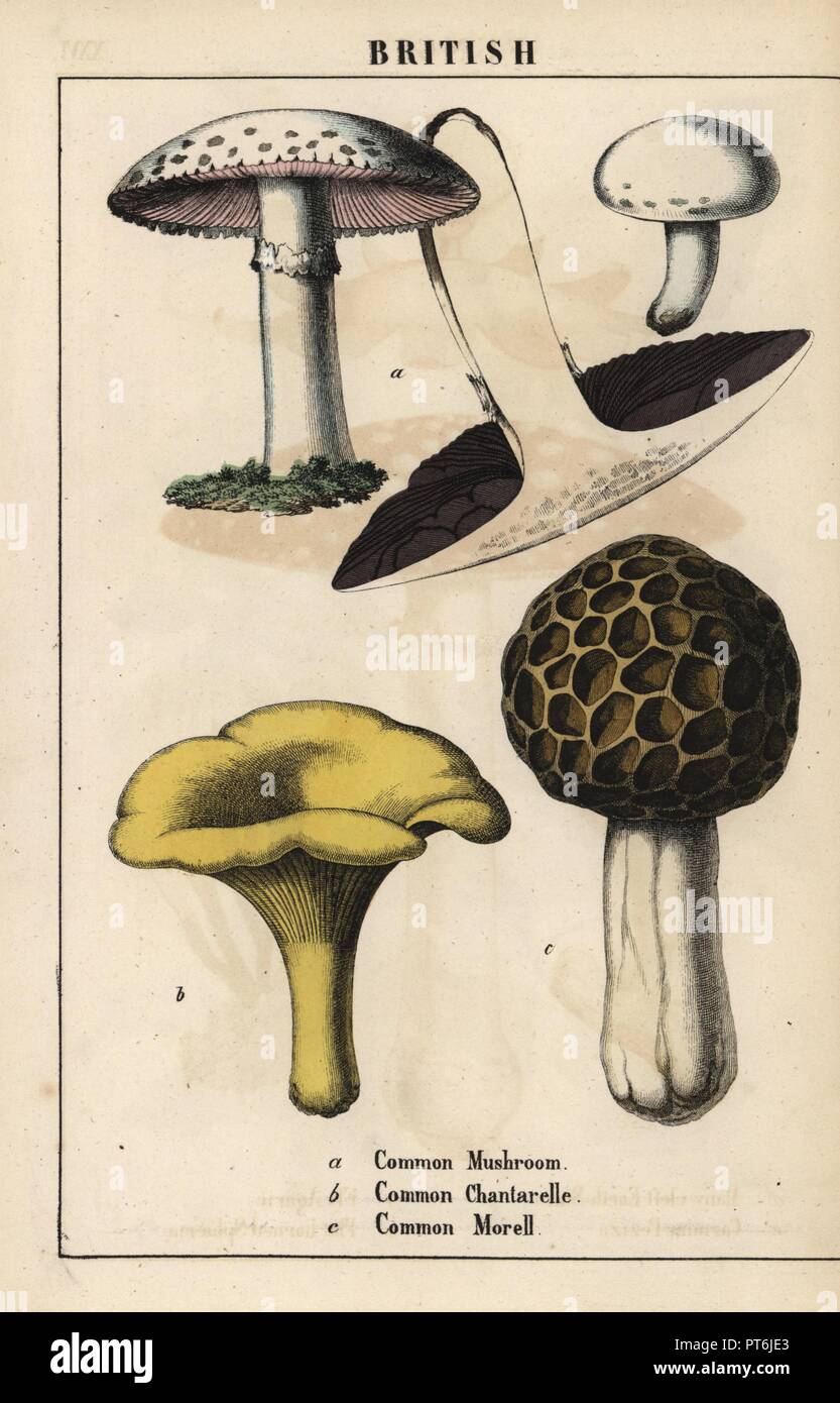 Common mushroom Agaricus, golden chantarelle mushroom Cantharellus cibarius and morel mushroom Morchella esculenta. . Chromolithograph from 'The Instructive Picturebook, or Lessons from the Vegetable World,' [Charlotte Mary Yonge], Edinburgh, 1858. Stock Photo