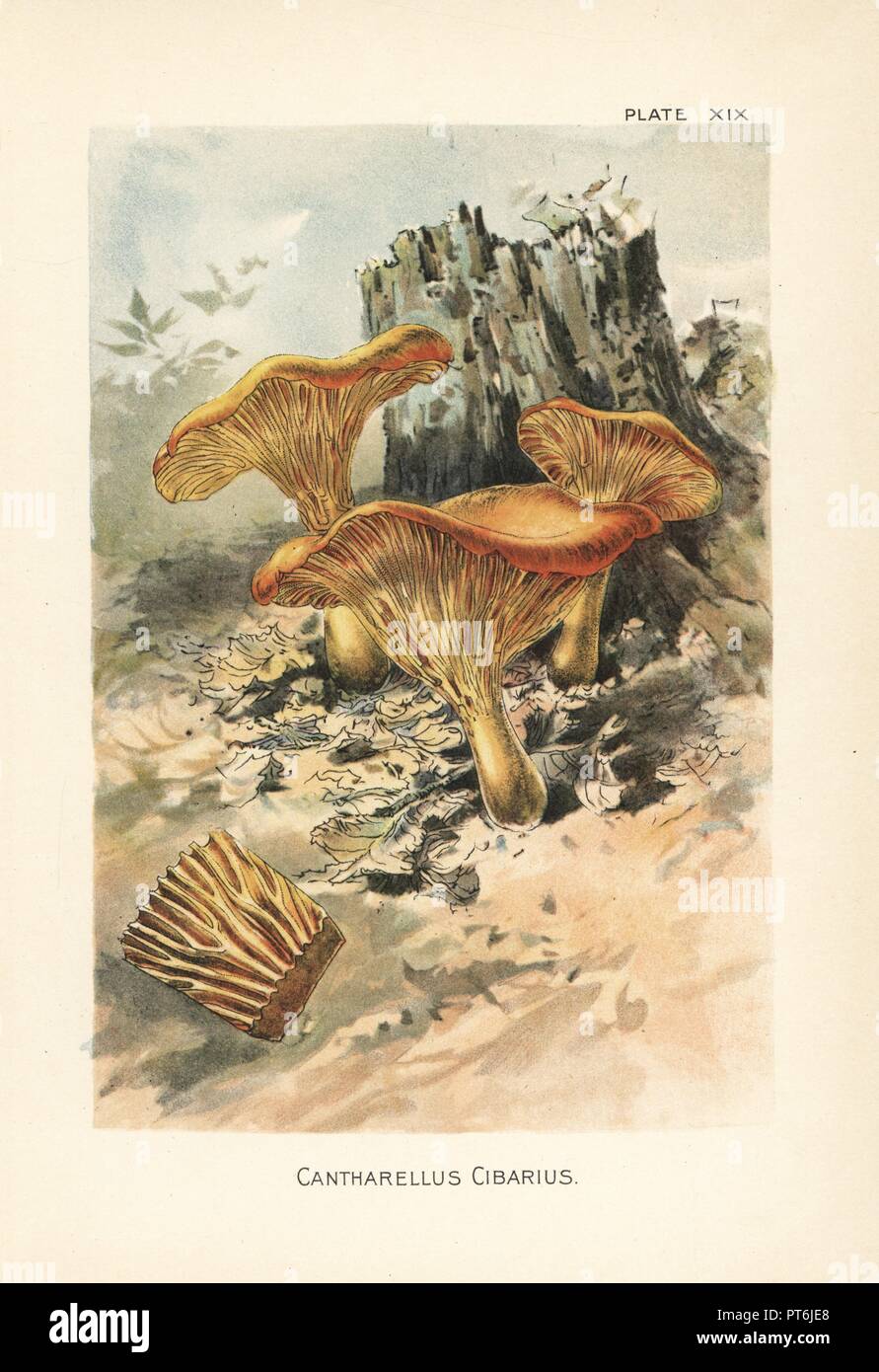 Golden chanterelle, Cantharellus cibarius. Chromolithograph after a