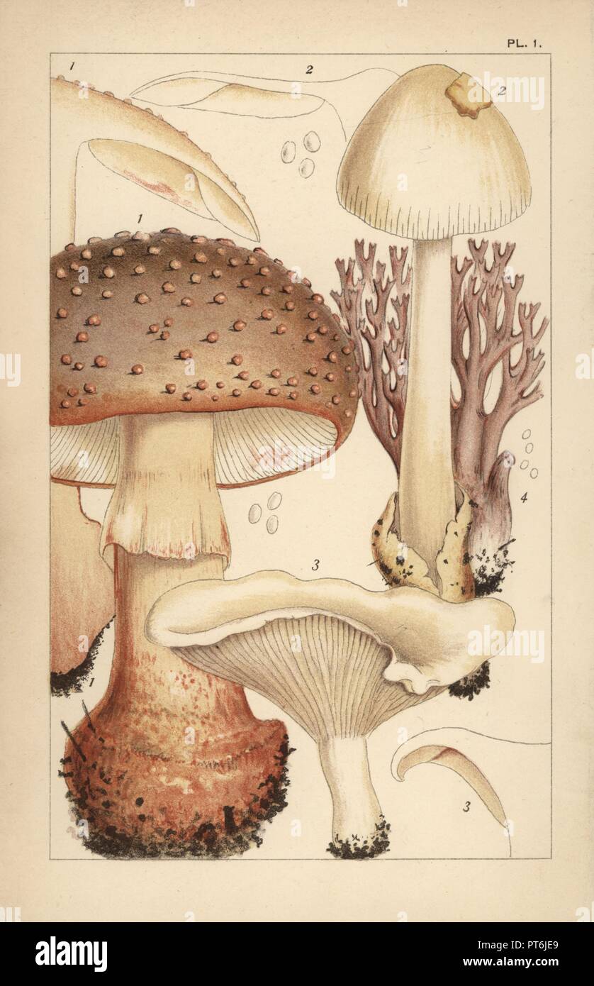 Blusher mushroom, Amanita rubescens 1, grisette, A. vaginata 2, miller or sweetbread, Clitopilus prunulus 3, and coral fungus, Clavulina amethystina 4. Chromolithograph after an illustration by M. C. Cooke from his own 'British Edible Fungi, how to distinguish and how to cook them,' London, Kegan Paul, 1891. Mordecai Cubitt Cooke (1825-1914) was a British botanist, mycologist and artist. He was curator a the India Musuem from 1860 to 1879, when he transferred along with the botanical collection to the Royal Botanic Gardens, Kew. Stock Photo