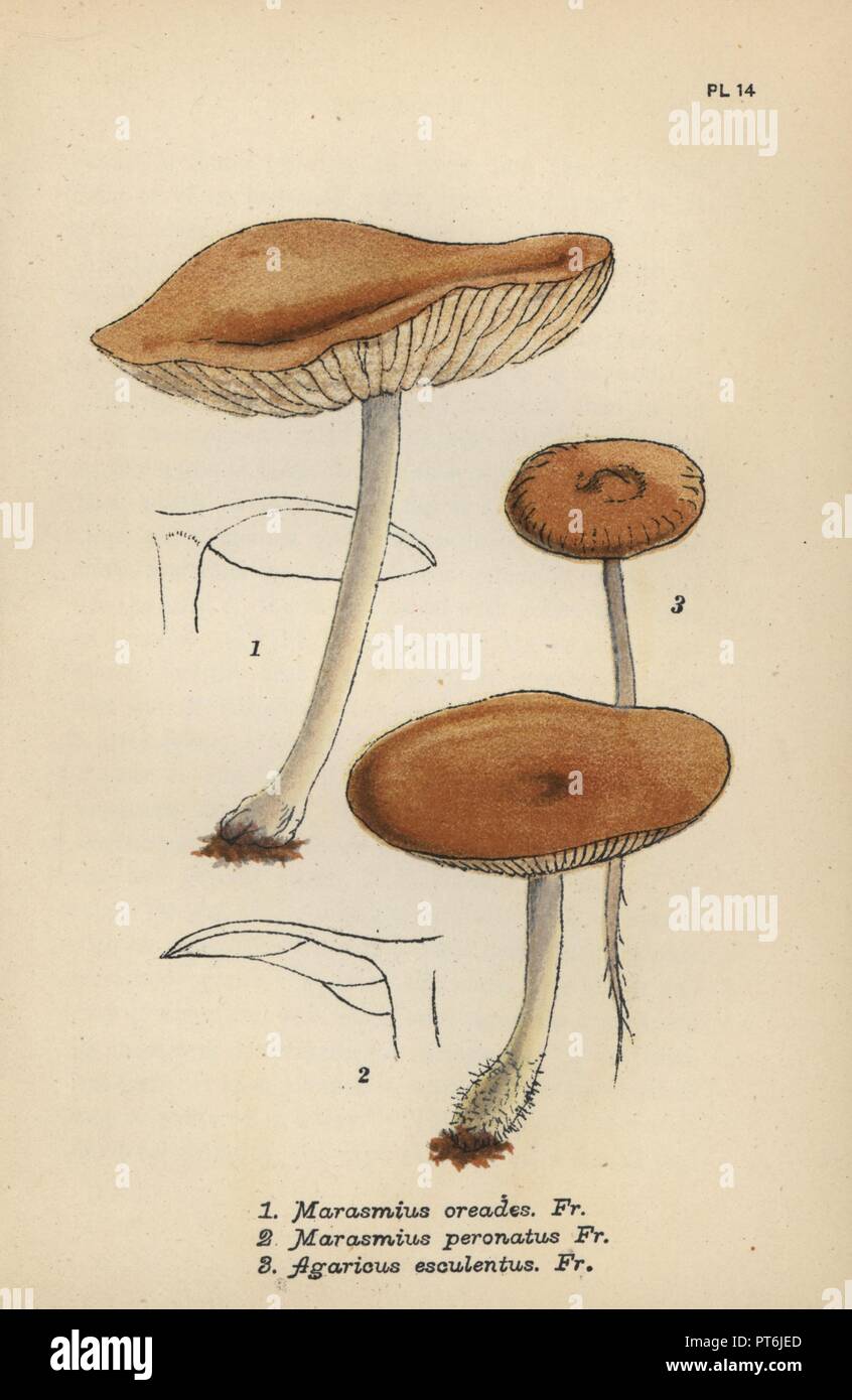 Fairy ring champignon, Marasmius oreades 1, false champignon, Marasmius peronatus 2, and nagelschwamme, Agaricus esculentus 3. Chromolithograph of an illustration by Mordecai Cubitt Cooke from 'A Plain and Easy Account of British Fungi,' Robert Hardwicke, London 1862. Cooke (1825-1914) was an English botanist and mycologist who worked at the India Museum and the Royal Botanic Garden at Kew. Stock Photo