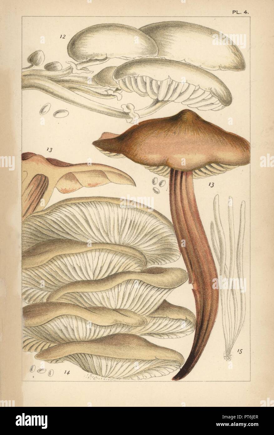 Porcelain mushroom, Oudemansiella mucida 12, spindleshank, Gymnopus fusipes 13, oyster mushroom, Pleurotus ostreatus 14 and fairy fingers, Clavaria fragilis 15. Chromolithograph after an illustration by M. C. Cooke from his own 'British Edible Fungi, how to distinguish and how to cook them,' London, Kegan Paul, 1891. Mordecai Cubitt Cooke (1825-1914) was a British botanist, mycologist and artist. He was curator a the India Musuem from 1860 to 1879, when he transferred along with the botanical collection to the Royal Botanic Gardens, Kew. Stock Photo