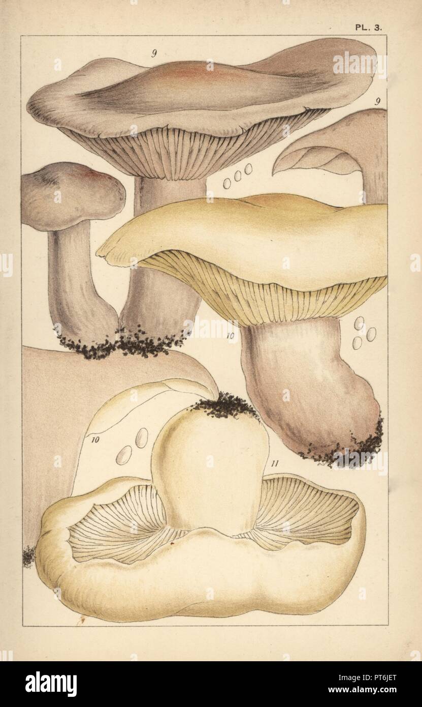 Wood blewit or blue stalk mushroom, Lepista nuda 9, field blewit, Lepista personata 10, and St. George's mushroom, Calocybe gambosa 11. Chromolithograph after an illustration by M. C. Cooke from his own 'British Edible Fungi, how to distinguish and how to cook them,' London, Kegan Paul, 1891. Mordecai Cubitt Cooke (1825-1914) was a British botanist, mycologist and artist. He was curator a the India Musuem from 1860 to 1879, when he transferred along with the botanical collection to the Royal Botanic Gardens, Kew. Stock Photo