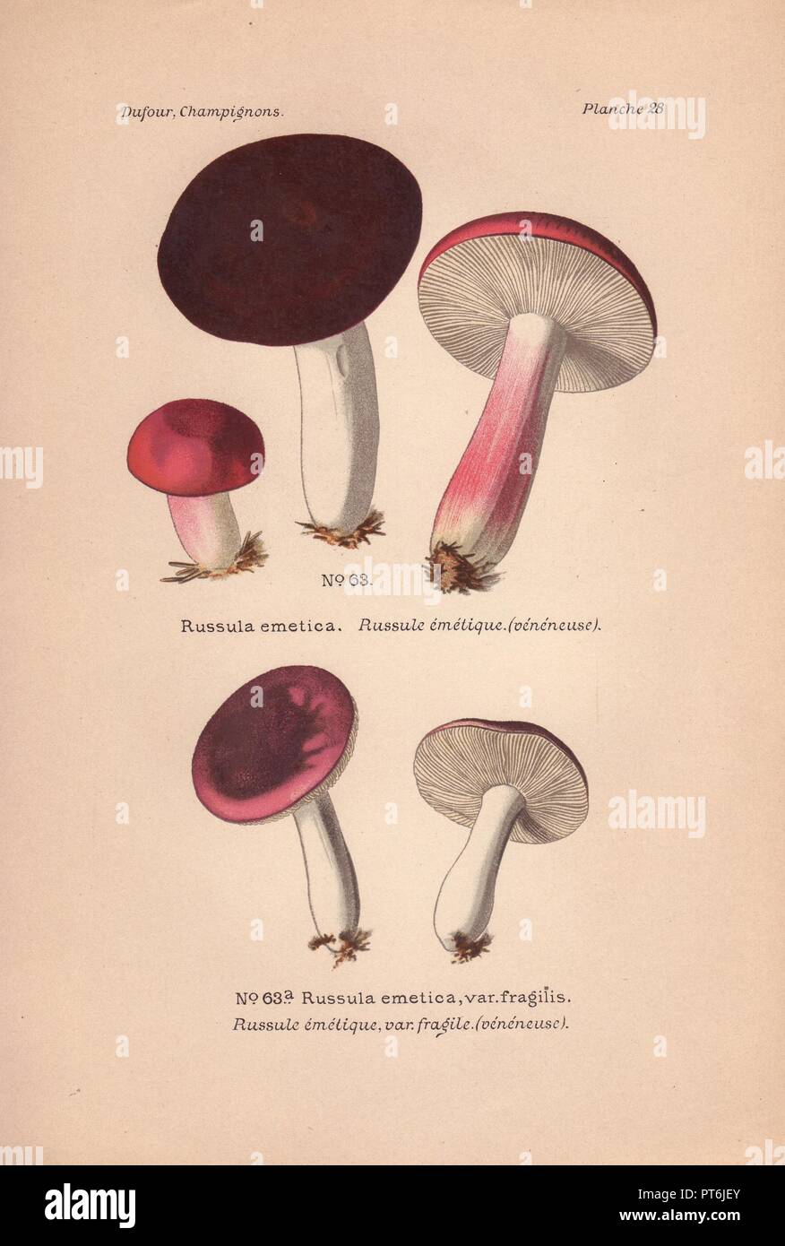 Poisonous 'sickener' mushrooms: chocolate and scarlet colored Russula emetica and pink R. emetica var. fragilis.. . Chromolithograph from Leon Dufour's 'Atlas des Champignons Comestibles et Veneneux' (1891). Stock Photo