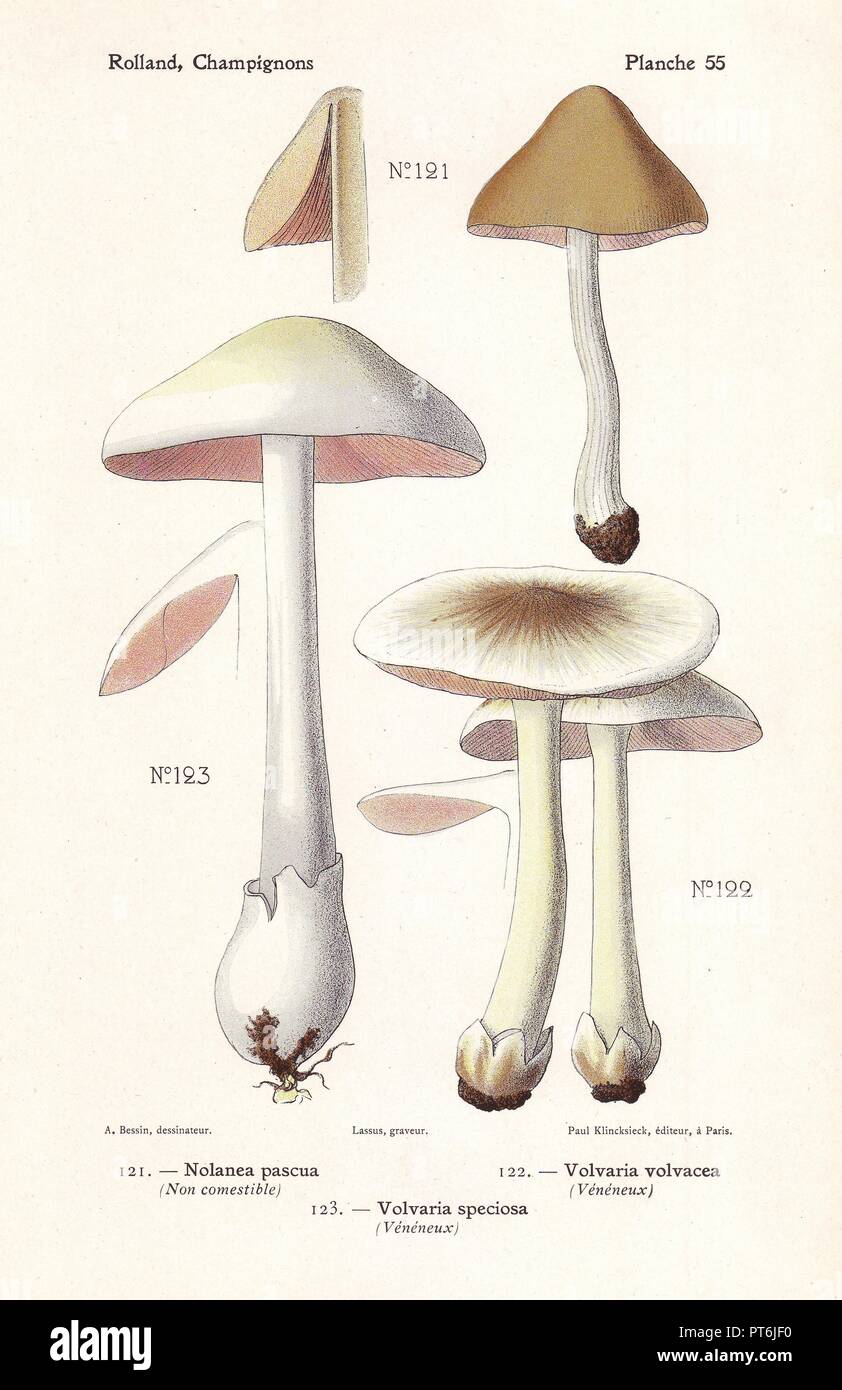 Inedible and poisonous mushrooms: Nolanea pascua, rose-gilled grisette Volvaria speciosa, and straw mushroom Volvaria volvacea. Chromolithograph drawn by Bessin for Leon Rolland's 'Atlas des Champignons' 1911. Stock Photo