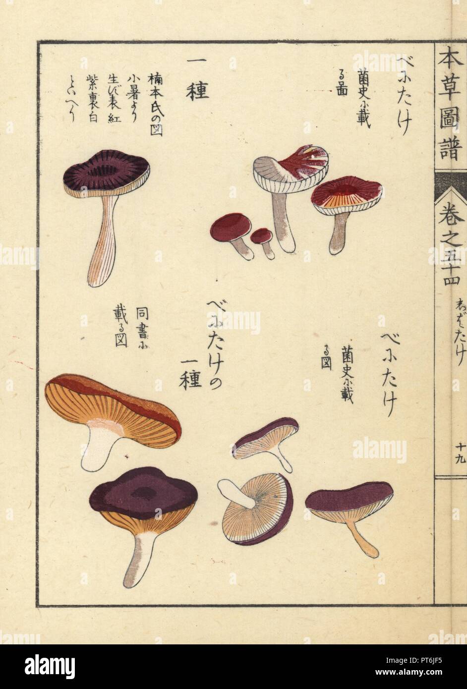 Benitake varieties and Russula fragilis mushrooms. Handcoloured woodblock print from Iwasaki Kan'en's 'Honzo Zufu' (Illustrated Guide to Plants), Japan, 1916. Stock Photo