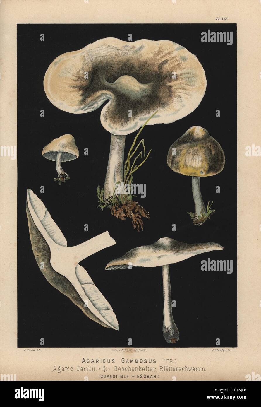 St. George's mushroom, Calocybe gambosa, Agaricus gambosus, Agaric jambu. Chromolithograph by C. Krause of an illustration by Fritz Leuba from 'Les champignons comestibles et les especes vénéneuses avec lesquelles ils pourraient etre confondus' (Edible mushrooms and the poisonous species they should not be confused with), Delachaux et Niestle, Neuchatel, Switzerland, 1890, lithographed by H. Furrer. Fritz Leuba (1848-1910) was a mycologist and artist from Neuchatel, Switzerland. Stock Photo