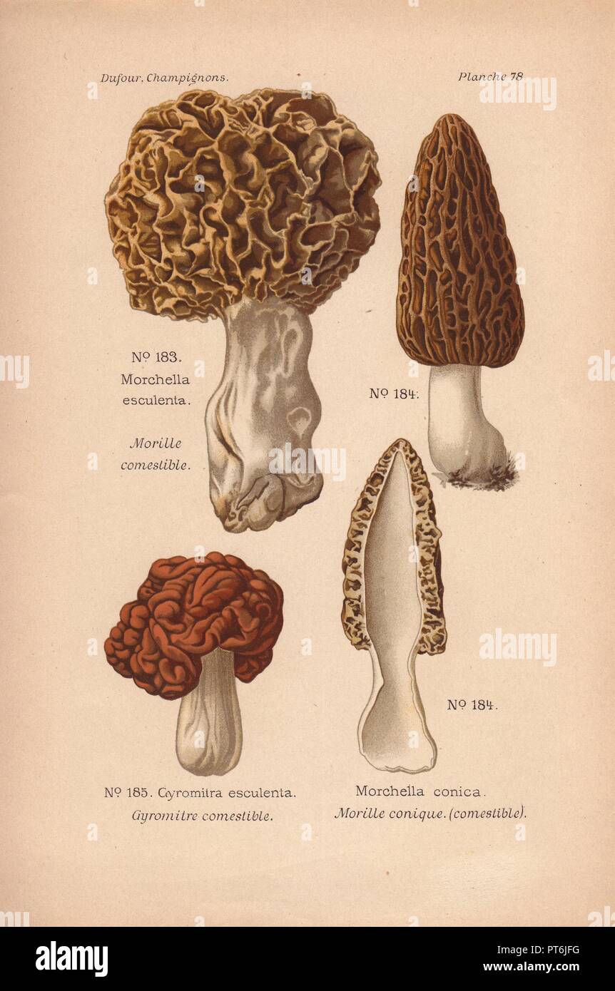 Edible yellow and black morel mushrooms: Morchella esculenta, M. conica and Gyromitra esculenta.. . Chromolithograph from Leon Dufour's 'Atlas des Champignons Comestibles et Veneneux' (1891). Stock Photo