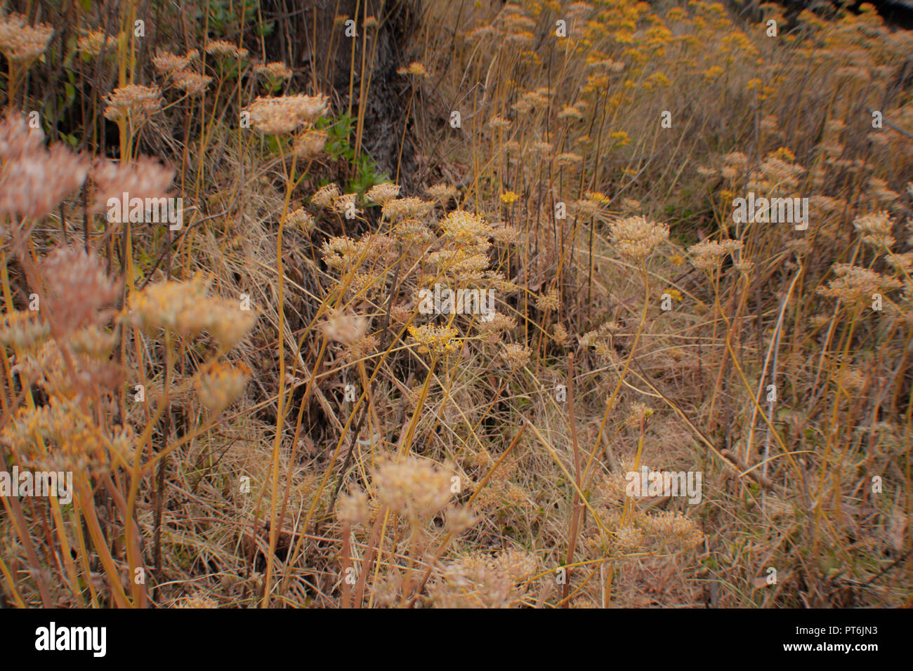 Naturalistic meadow hi-res stock photography and images - Alamy