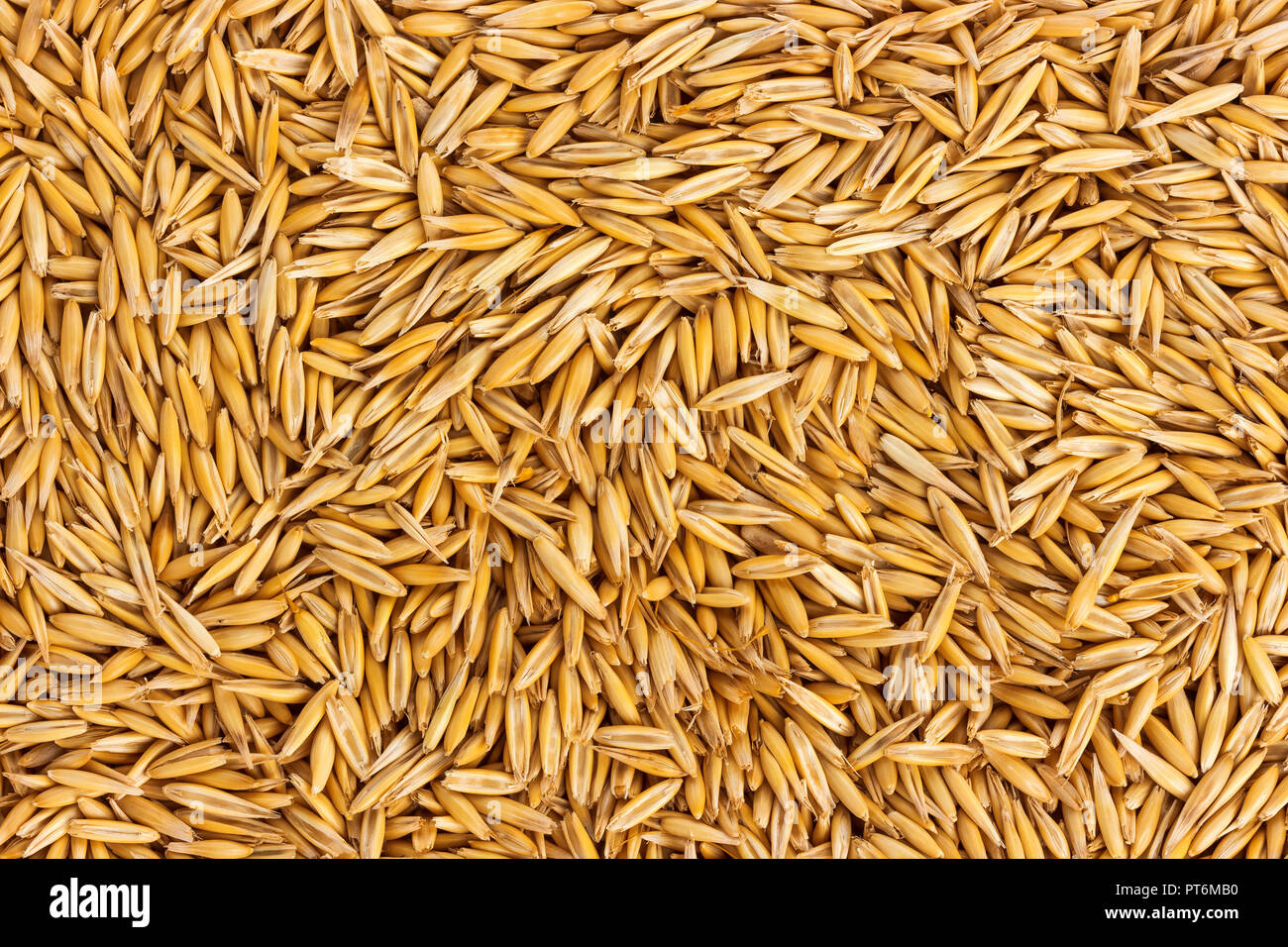 Texture oat seeds, oat grains background. Top view Stock Photo