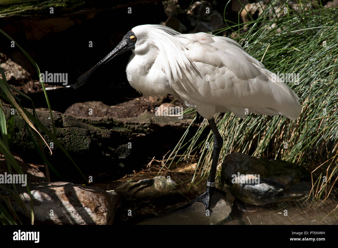 this is a side view of a royal spoonbill Stock Photo - Alamy