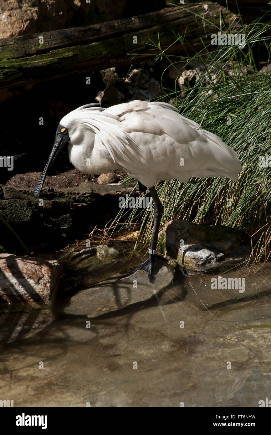 this is a side view of a royal spoonbill Stock Photo - Alamy